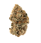 Strain 1