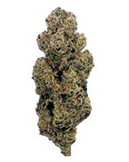 Strain 2