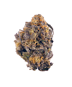 Strain 5